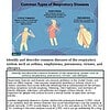 original-12651391-1.jpg Illustration of common respiratory diseases including emphysema, asthma, pneumonia, and allergies with descriptive icons.