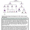 original-12651460-1.jpg Illustration of embryological development of cells, tissues, organs, and systems in humans.