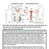 original-12651497-1.jpg Diagram of male and female reproductive systems showing internal and external organs and their functions.