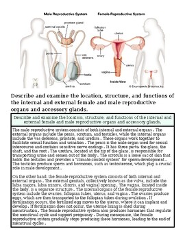Diagram of male and female reproductive systems showing internal and external organs and their functions.