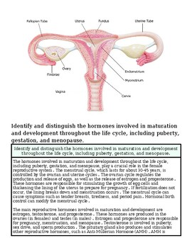 Detailed diagram of the female reproductive system showing ovaries, fallopian tubes, uterus, cervix, and vagina with labels.