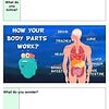 original-12684297-1.jpg Educational infographic showing how body parts work, including brain, trachea, lung, heart, liver, stomach, small and large intestines, for homeschooling.