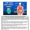 original-12685540-1.jpg Diagram illustrating how different body parts like brain, heart, lungs, and liver work together in the body.