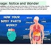Educational infographic showing how different parts of the human body work, including brain, heart, lungs, stomach, liver, and intestines.