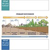 original-12755833-1.jpg Illustration of primary succession showing stages from bare rock to mature forest with trees and shrubs.