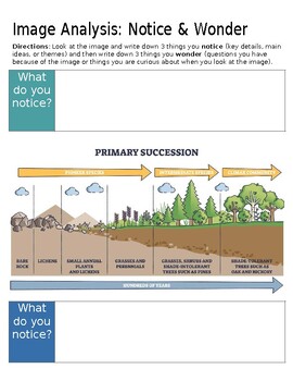 original-12755833-1.jpg Illustration of primary succession showing stages from bare rock to mature forest with trees and shrubs.