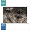 original-12756019-1.jpg Close-up of two small insects on soil, highlighting their textures and colors for educational observation.