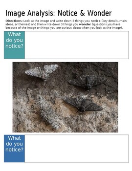 Close-up of two small insects on soil, highlighting their textures and colors for educational observation.